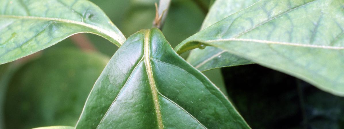 Du banisteriopsis, plante qui est utilisée dans la préparation de l