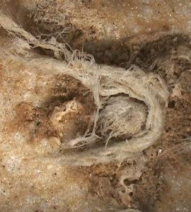 Le plus ancien fragment de corde de l’humanité a été découvert en Ardèche. . Une découverte qui en apprend un peu plus sur l’Homme de Neandertal qui était capable de réaliser ce qui ressemble à une cordelette, bien avant Homo Sapiens. / © MEB-MNHN (détails) et HIROX-C2RMF