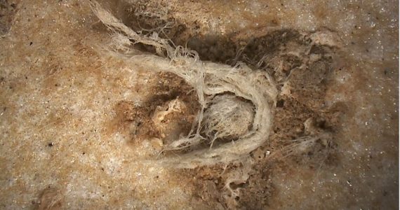 Le plus ancien fragment de corde de l’humanité a été découvert en Ardèche. . Une découverte qui en apprend un peu plus sur l’Homme de Neandertal qui était capable de réaliser ce qui ressemble à une cordelette, bien avant Homo Sapiens. / © MEB-MNHN (détails) et HIROX-C2RMF
