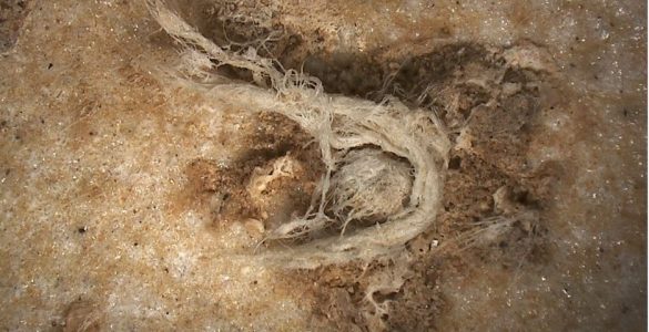 Le plus ancien fragment de corde de l’humanité a été découvert en Ardèche. . Une découverte qui en apprend un peu plus sur l’Homme de Neandertal qui était capable de réaliser ce qui ressemble à une cordelette, bien avant Homo Sapiens. / © MEB-MNHN (détails) et HIROX-C2RMF