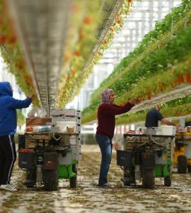 Des travailleurs récoltent des fraises dans une ferme de Sainte-Livrade-sur-Lot, dans le sud-ouest de...
