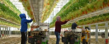 Des travailleurs récoltent des fraises dans une ferme de Sainte-Livrade-sur-Lot, dans le sud-ouest de...