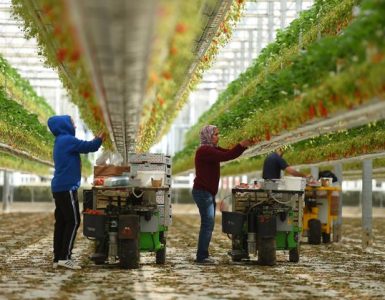 Des travailleurs récoltent des fraises dans une ferme de Sainte-Livrade-sur-Lot, dans le sud-ouest de...