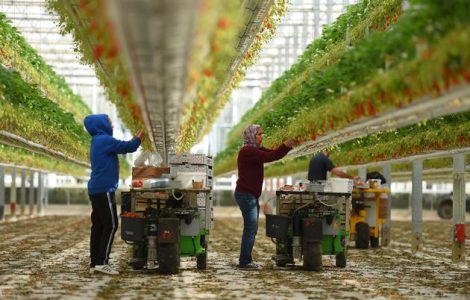 Des travailleurs récoltent des fraises dans une ferme de Sainte-Livrade-sur-Lot, dans le sud-ouest de...