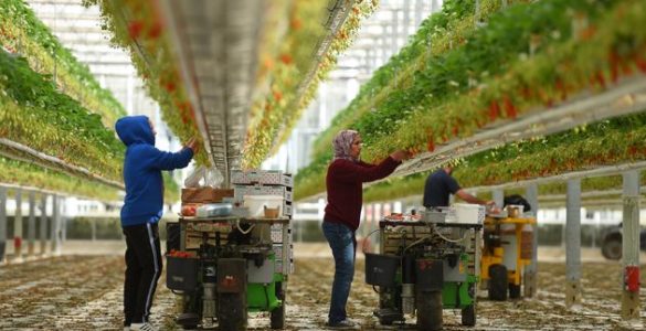 Des travailleurs récoltent des fraises dans une ferme de Sainte-Livrade-sur-Lot, dans le sud-ouest de...