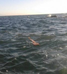 Sebta : des Marocains ont tenté de rejoindre le Maroc à la nage