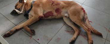 Le chien malinois était dans un état critique à son arrivée chez le vétérinaire.
