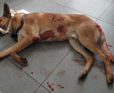Le chien malinois était dans un état critique à son arrivée chez le vétérinaire.