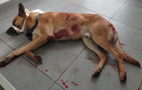 Le chien malinois était dans un état critique à son arrivée chez le vétérinaire.