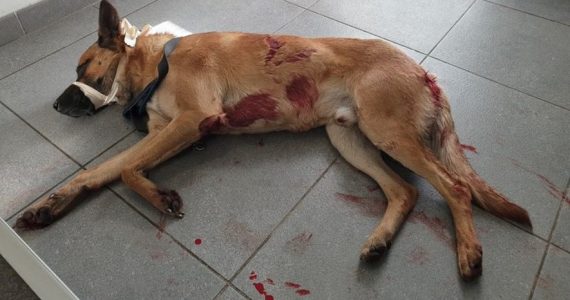 Le chien malinois était dans un état critique à son arrivée chez le vétérinaire.