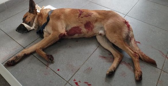 Le chien malinois était dans un état critique à son arrivée chez le vétérinaire.