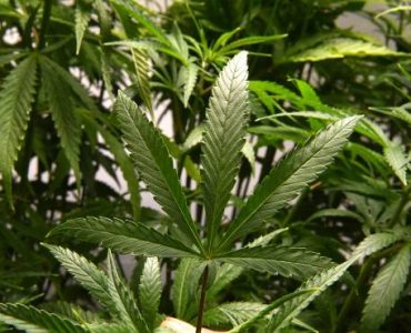 Son cannabis importé contenait trop de THC, il est condamné à trois mois de prison par le tribunal de Guéret (Creuse)