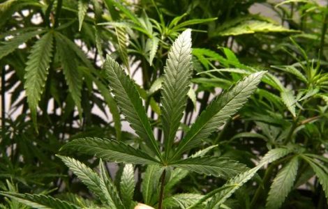 Son cannabis importé contenait trop de THC, il est condamné à trois mois de prison par le tribunal de Guéret (Creuse)