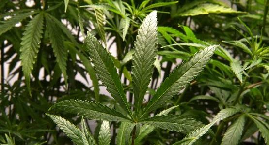 Son cannabis importé contenait trop de THC, il est condamné à trois mois de prison par le tribunal de Guéret (Creuse)