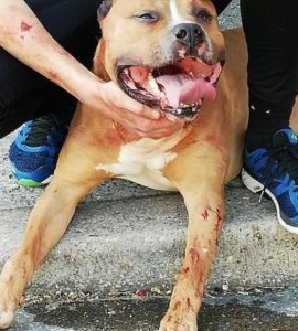 L’inquiétant déclassement des chiens dangereux en Seine-Saint-Denis