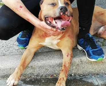 L’inquiétant déclassement des chiens dangereux en Seine-Saint-Denis