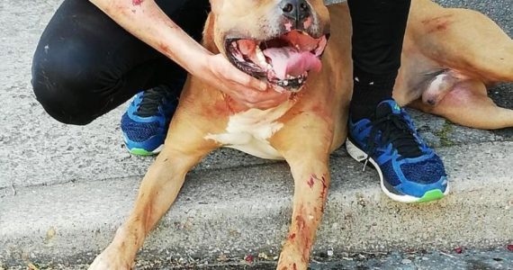 L’inquiétant déclassement des chiens dangereux en Seine-Saint-Denis