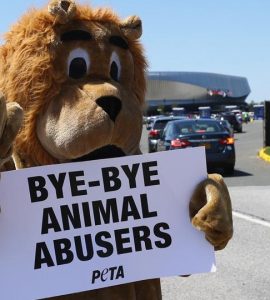 «Poule mouillée», «être un rat» ou «un porc»... notre langage est oppressif envers les animaux, selon Peta