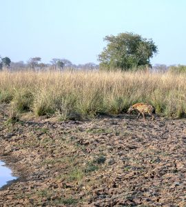 Les parcs nationaux africains, un autre enjeu géopolitique
