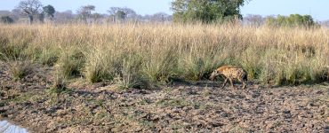 Les parcs nationaux africains, un autre enjeu géopolitique