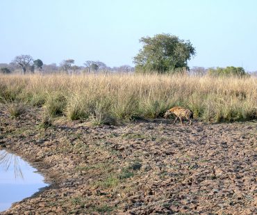 Les parcs nationaux africains, un autre enjeu géopolitique