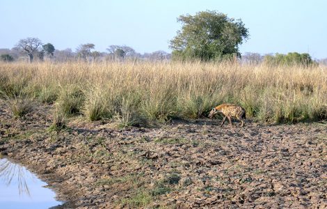 Les parcs nationaux africains, un autre enjeu géopolitique