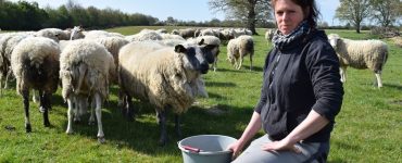 Loire-Atlantique : victime de vols de moutons, cette éleveuse vit un calvaire au quotidien