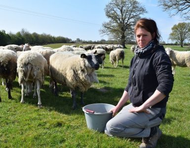 Loire-Atlantique : victime de vols de moutons, cette éleveuse vit un calvaire au quotidien