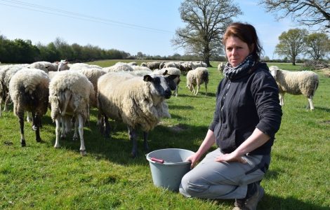 Loire-Atlantique : victime de vols de moutons, cette éleveuse vit un calvaire au quotidien