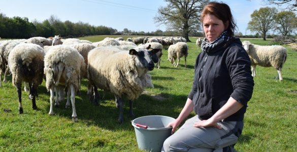 Loire-Atlantique : victime de vols de moutons, cette éleveuse vit un calvaire au quotidien