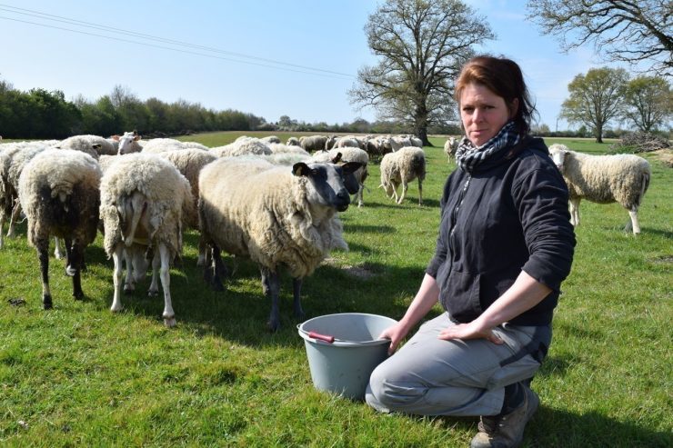 Loire-Atlantique : victime de vols de moutons, cette éleveuse vit un calvaire au quotidien