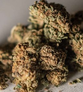 La France va autoriser les produits au CBD et interdire la vente des fleurs