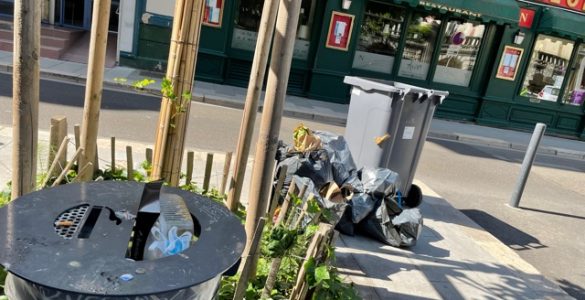 Conseil Municipal : LES RATS DEVIENNENT ESPÈCE PROTÉGÉE