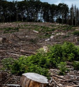 Aux arbres, citoyens! : dans le Morvan, des résistants achètent la forêt pour la sauver