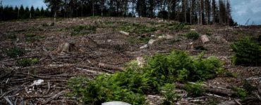 Aux arbres, citoyens! : dans le Morvan, des résistants achètent la forêt pour la sauver
