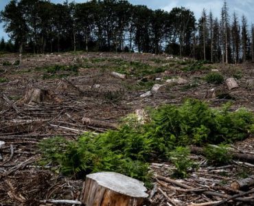 Aux arbres, citoyens! : dans le Morvan, des résistants achètent la forêt pour la sauver