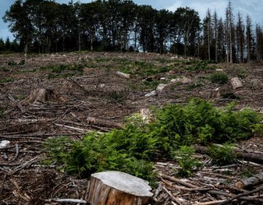 Aux arbres, citoyens! : dans le Morvan, des résistants achètent la forêt pour la sauver