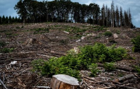 Aux arbres, citoyens! : dans le Morvan, des résistants achètent la forêt pour la sauver