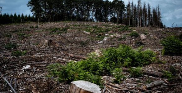 Aux arbres, citoyens! : dans le Morvan, des résistants achètent la forêt pour la sauver
