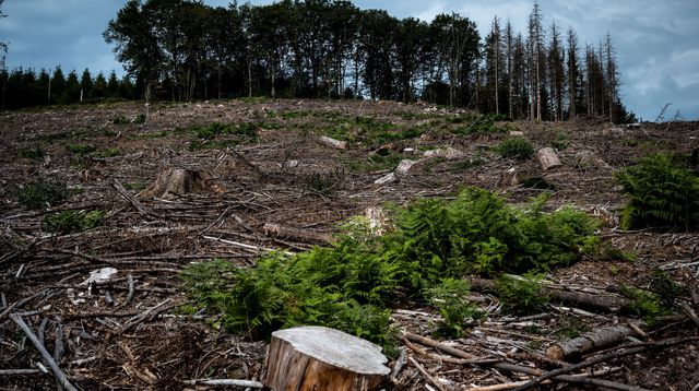 Aux arbres, citoyens! : dans le Morvan, des résistants achètent la forêt pour la sauver