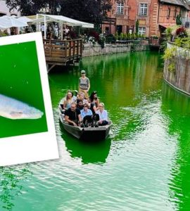 À Colmar, des poissons retrouvés morts après une action d'Extinction Rébellion