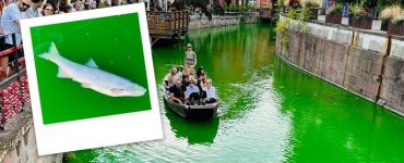 À Colmar, des poissons retrouvés morts après une action d'Extinction Rébellion