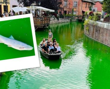 À Colmar, des poissons retrouvés morts après une action d'Extinction Rébellion