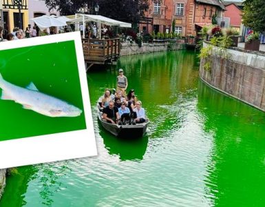 À Colmar, des poissons retrouvés morts après une action d'Extinction Rébellion