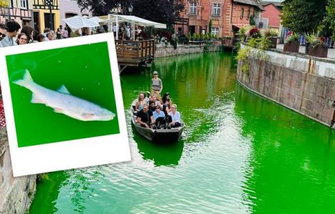 À Colmar, des poissons retrouvés morts après une action d'Extinction Rébellion