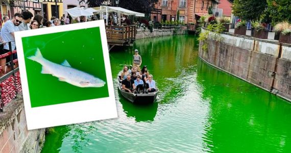 À Colmar, des poissons retrouvés morts après une action d'Extinction Rébellion