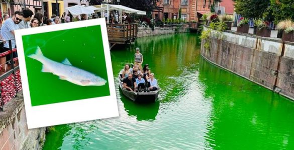 À Colmar, des poissons retrouvés morts après une action d'Extinction Rébellion