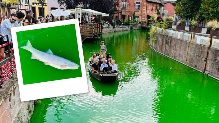 À Colmar, des poissons retrouvés morts après une action d'Extinction Rébellion