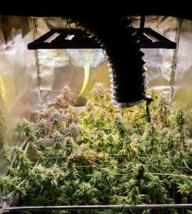 Pierrefitte : un agent municipal soupçonné de cultiver du cannabis à la Maison du peuple