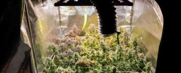 Pierrefitte : un agent municipal soupçonné de cultiver du cannabis à la Maison du peuple